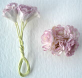Krysanthemum, rosa