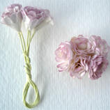 Krysanthemum, rosa