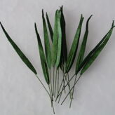 GREEN MULBERRY PAPER GRASS