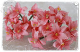 Vintage Pink Lily