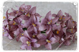 Vintage Lilac Lily