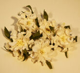 Mulberry Gardenia med blad  vit
