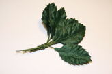Mulberry rose leaf green 10/fp
