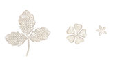 Wild Strawberry Flower & Leaf