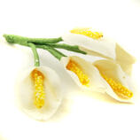 miniature calla lily white