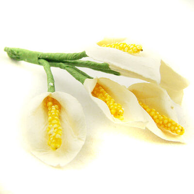 BLOMMOR& BLAD - miniature calla lily white