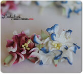 Gardenia   Shabby Red & Blue