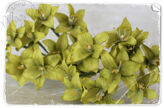  Vintage Lime Lily