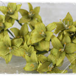  Vintage Lime Lily