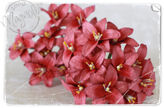 Vintage Old Red Lily